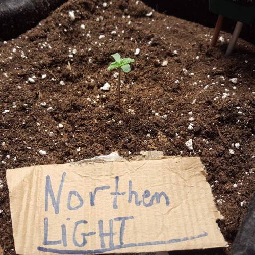 Cuvée 2021 - 1er essai. Week 1 - J 4