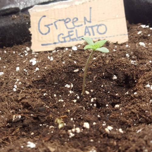 Cuvée 2021 - 1er essai. Week 1 - J 6