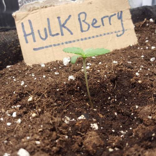 Cuvée 2021 - 1er essai. Week 1 - J 6