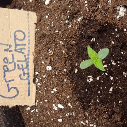 Cuvée 2021 - 1er essai. Week 1 - J 6