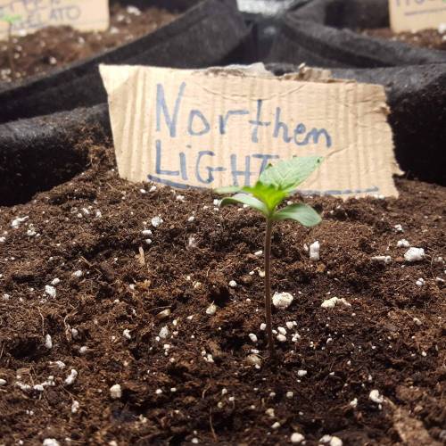 Cuvée 2021 - 1er essai. Week 1 - J 6