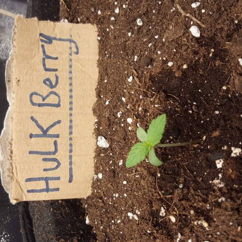 Cuvée 2021 - 1er essai. Week 1 - J 6