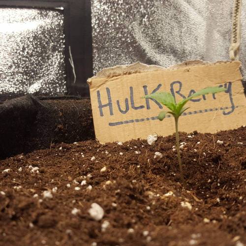 Cuvée 2021 - 1er essai. Week 2 - J 8