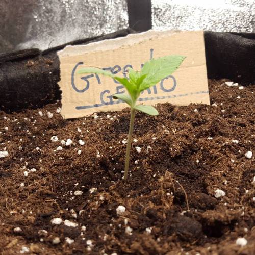 Cuvée 2021 - 1er essai. Week 2 - J 10