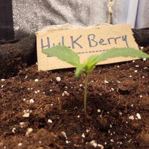 Cuvée 2021 - 1er essai. Week 2 - J 10