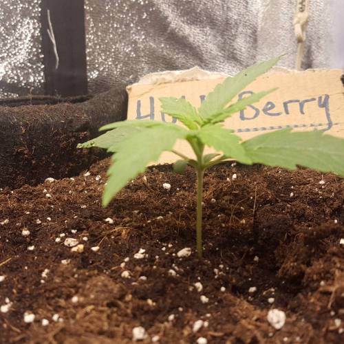 Cuvée 2021 - 1er essai. Week 2 - J 10