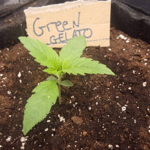 Cuvée 2021 - 1er essai. Week 2 - J 10