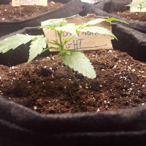 Cuvée 2021 - 1er essai. Week 2 - J 13