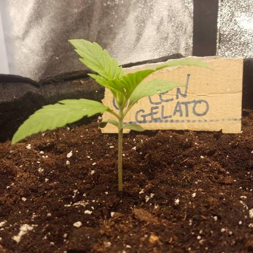 Cuvée 2021 - 1er essai. Week 2 - J 13