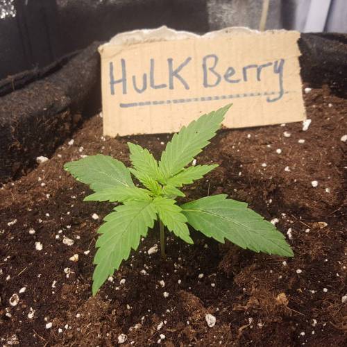 Cuvée 2021 - 1er essai. Week 2 - J 13