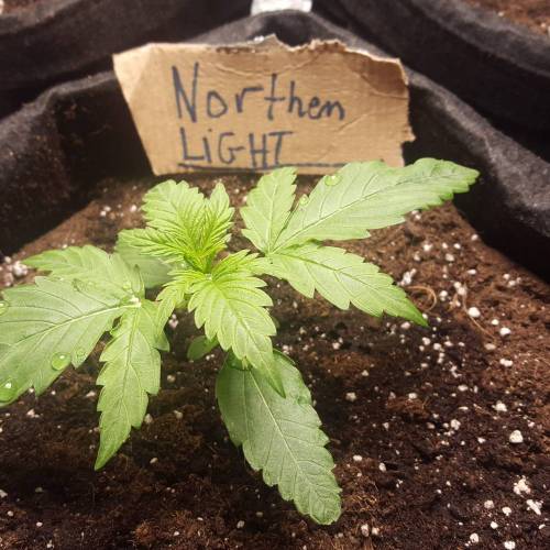 Cuvée 2021 - 1er essai. Week 2 - J 13