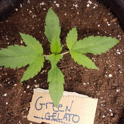 Cuvée 2021 - 1er essai. Week 3 - J17 Green Gelato