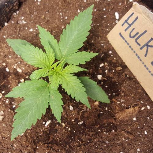 Cuvée 2021 - 1er essai. Week 3 - J17 Hulkberry