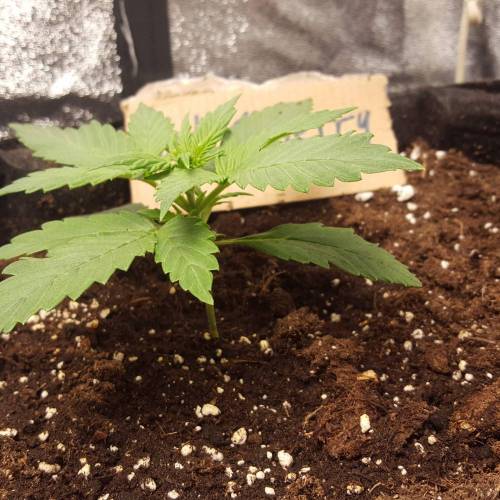 Cuvée 2021 - 1er essai. Week 3 - J 19 Hulkberry