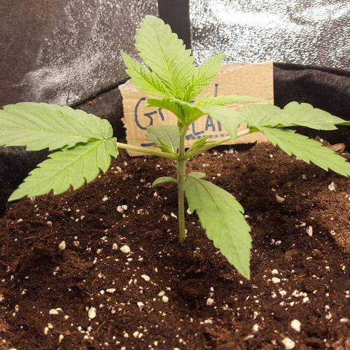 Cuvée 2021 - 1er essai. Week 3 - J 19 Green Gelato