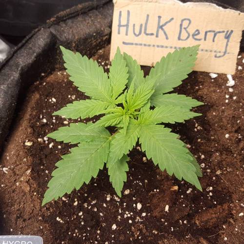 Cuvée 2021 - 1er essai. Week 3 - J 19 Hulkberry