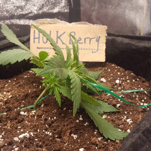 Cuvée 2021 - 1er essai. Week 4 - J23 Hulkberry LST