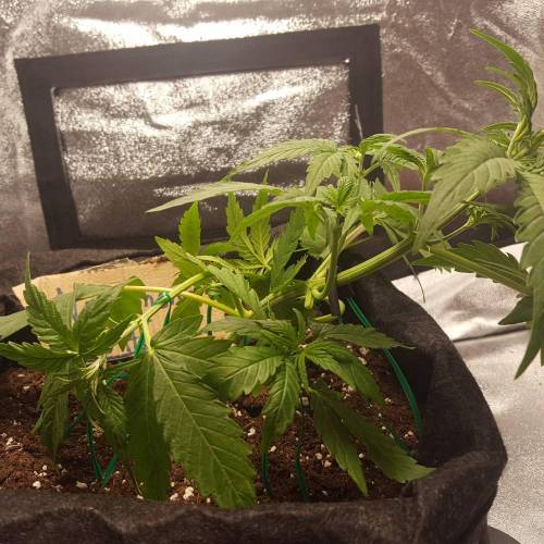 Cuvée 2021 - 1er essai. Week 4 - J23 Northern Lights LST