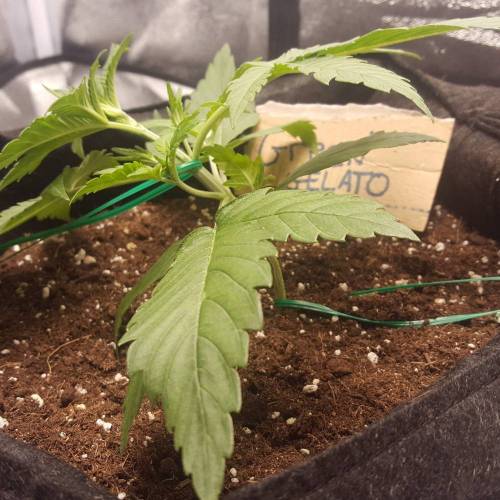 Cuvée 2021 - 1er essai. Week 4 - J23 Green Gelato LST