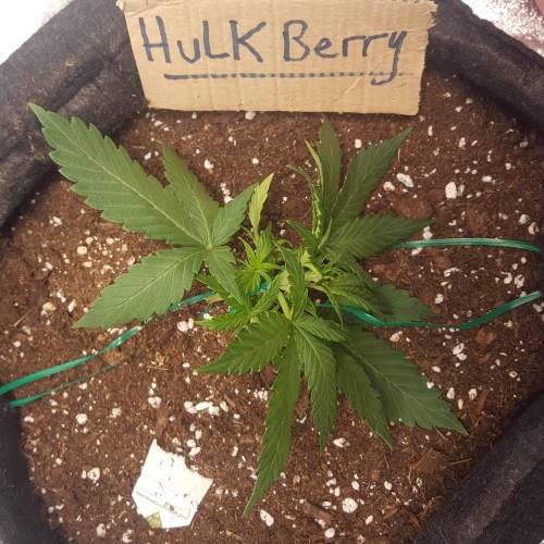 Cuvée 2021 - 1er essai. Week 4 - J23 Hulkberry LST