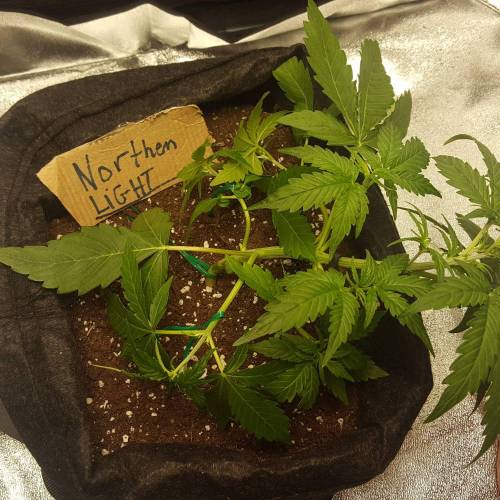 Cuvée 2021 - 1er essai. Week 4 - J23 Northern Lights LST