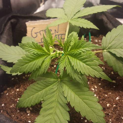 Cuvée 2021 - 1er essai. Week 4 - J23 Green Gelato LST