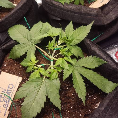 Cuvée 2021 - 1er essai. Week 4 - J 25 Green Gelato