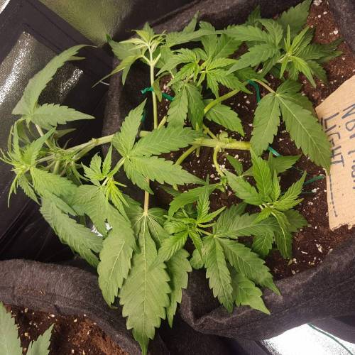 Cuvée 2021 - 1er essai. Week 4 - J 25 Northern Lights