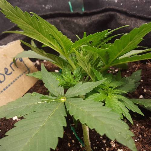 Cuvée 2021 - 1er essai. Week 4 - J 26 Hulkberry