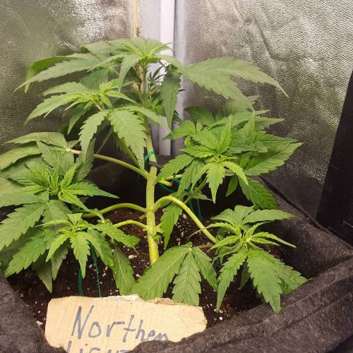 Cuvée 2021 - 1er essai. Week 4 - J 26 Northern Light