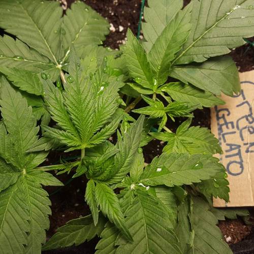 Cuvée 2021 - 1er essai. Week 4 - J 26 Green Gelato