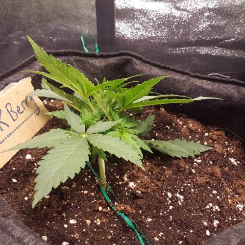 Cuvée 2021 - 1er essai. Week 4 - J 26 Hulkberry