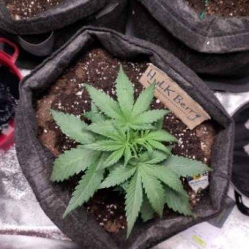 Cuvée 2021 - 1er essai. Week 5 - J31 Hulkberry