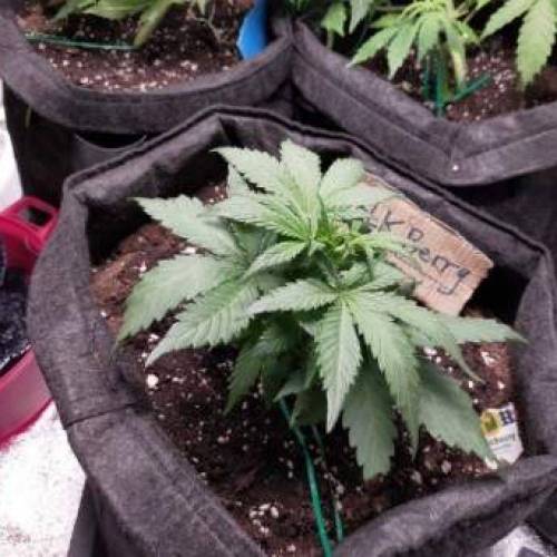 Cuvée 2021 - 1er essai. Week 5 - J31 Hulkberry