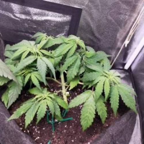 Cuvée 2021 - 1er essai. Week 5 - J31 Northern Light