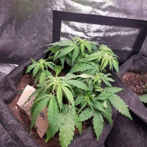 Cuvée 2021 - 1er essai. Week 5 - J32 Northern Light