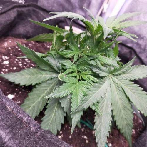 Cuvée 2021 - 1er essai. Week 5 - J32 Hulkberry