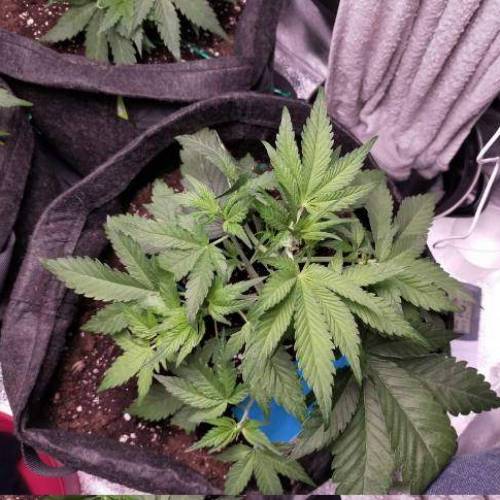 Cuvée 2021 - 1er essai. Week 5 - J32 Green Gelato