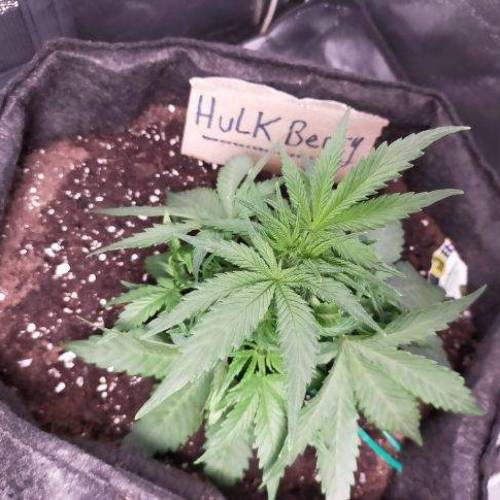 Cuvée 2021 - 1er essai. Week 5 - J32 Hulkberry