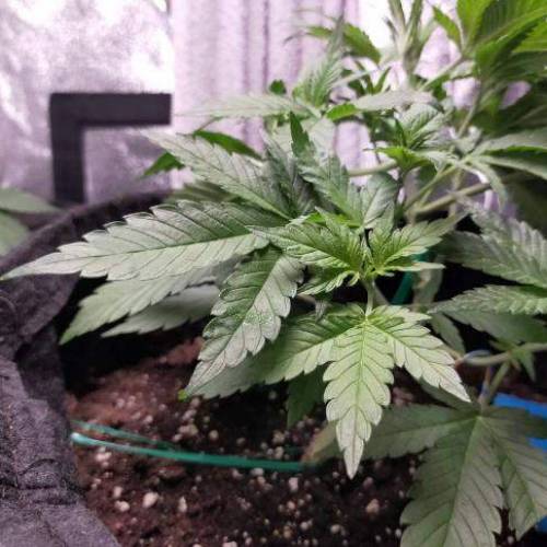 Cuvée 2021 - 1er essai. Week 5 - J32 Green Gelato