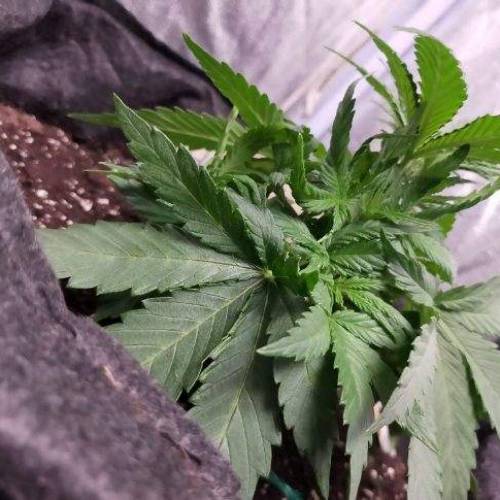 Cuvée 2021 - 1er essai. Week 5 - J32 Hulkberry