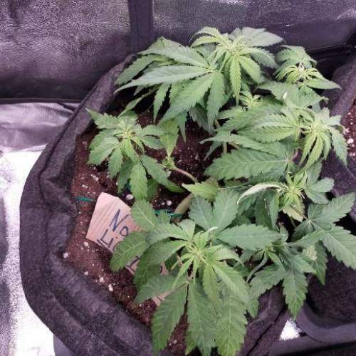 Cuvée 2021 - 1er essai. Week 5 - J32 Northern Light