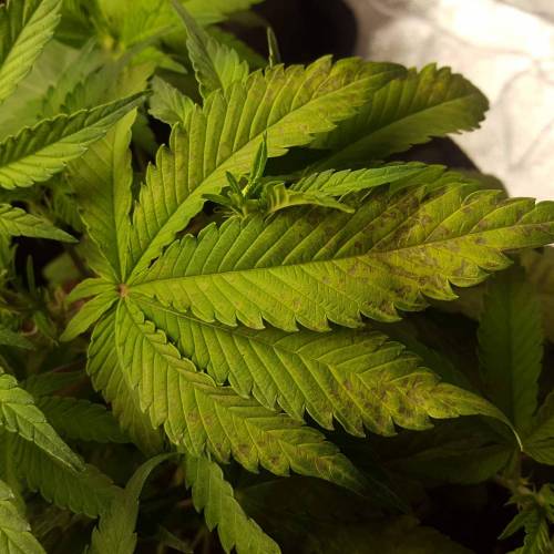 Cuvée 2021 - 1er essai. Week 6 - J 37 Green Gelato Carence