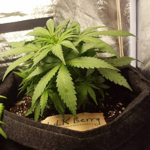 Cuvée 2021 - 1er essai. Week 6 - J 37 Hulkberry