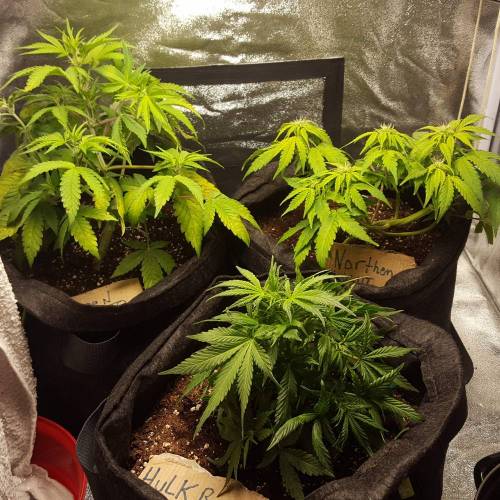 Cuvée 2021 - 1er essai. Week 7 - 14/04 Carences