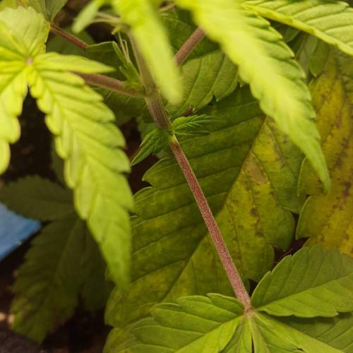 Cuvée 2021 - 1er essai. Week 7 - 14/04 Carences