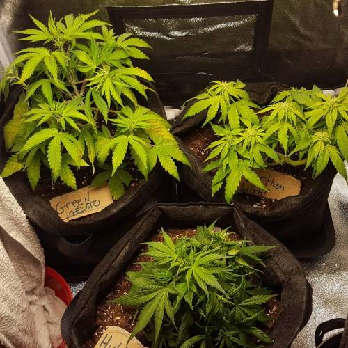 Cuvée 2021 - 1er essai. Week 7 - 14/04 Carences