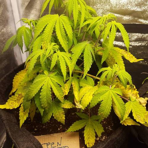 Cuvée 2021 - 1er essai. Week 7 - 17/04 Carences