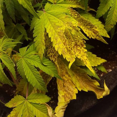 Cuvée 2021 - 1er essai. Week 7 - 17/04 Carences