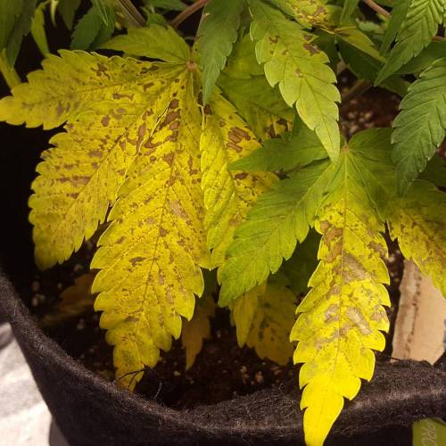 Cuvée 2021 - 1er essai. Week 7 - 17/04 Carences